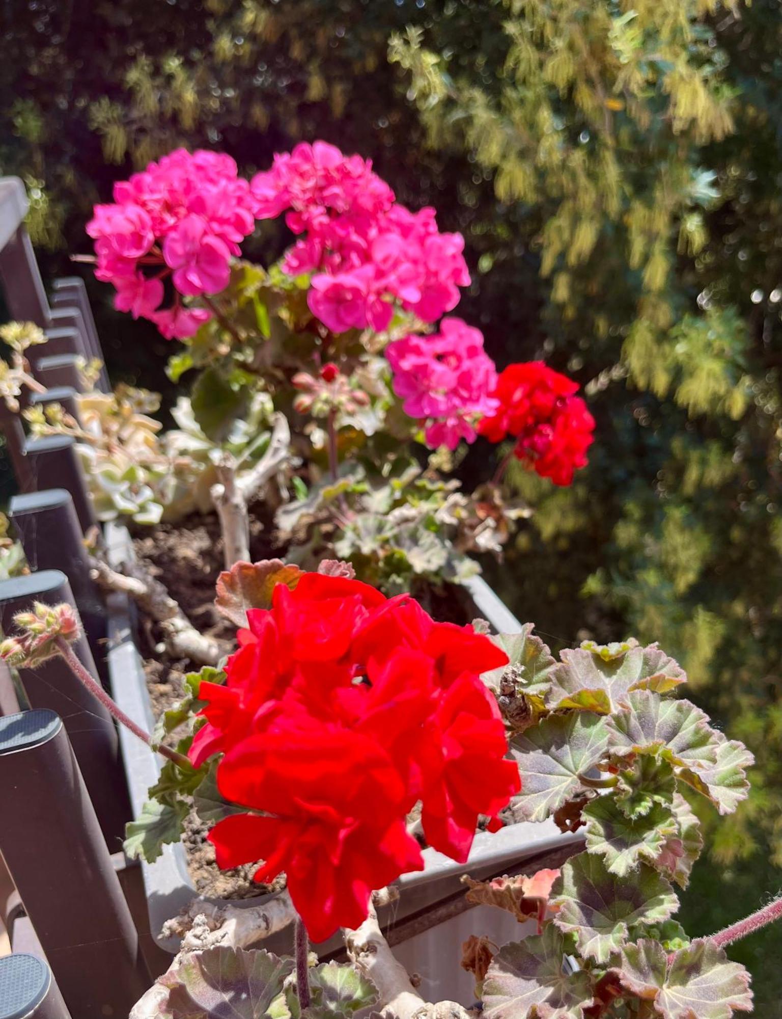 I Lecci Guesthouse San Felice Circeo Bagian luar foto